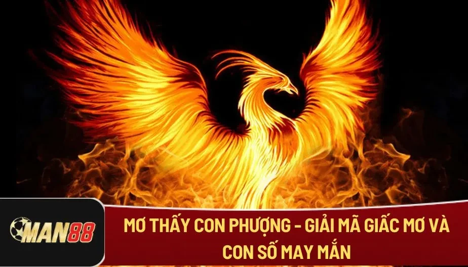 MAN88 Mơ Thấy Con Phượng - Giải Mã Giấc Mơ Và Con Số May Mắn